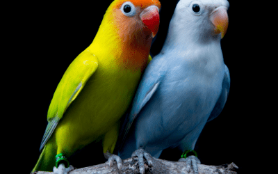 Agapornis, Unos Loritos En Miniatura.