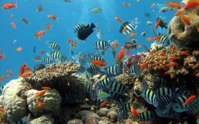 ¿Qué Tener En Cuenta Para La Creación De Aquascaping?