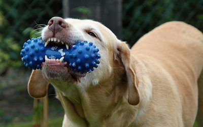 5 Beneficios De Los Juguetes Interactivos Para Perros