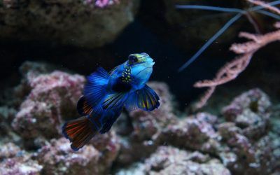 Blog 9 Consejos Para Empezar A Crear Un Acuario