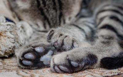 Aprende Sobre El Cuidado De Las Almohadillas De Las Patas De Tu Mascota