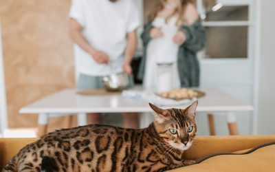 Gato Toyger, Un Tigre En Miniatura.