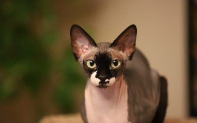 Gato Egipcio, Todo Sobre Esta Peculiar Raza De Gato