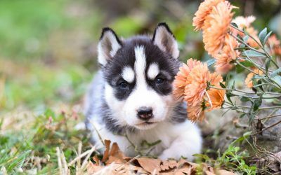 Husky Siberiano, Todo Lo Que Necesitas Saber Antes De Adoptarlo
