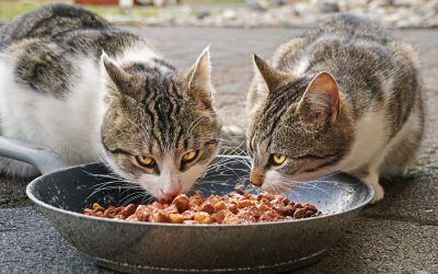 Beneficios De La Comida Para Gatos Húmeda