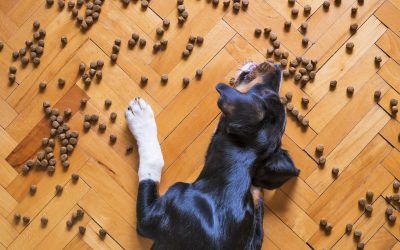 Cómo Elegir La Mejor Comida Para Perros