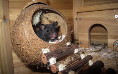 Los 5 Mejores Juguetes Para Roedores