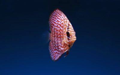 Blog 8 La Mejor Comida Para Peces Tropicales