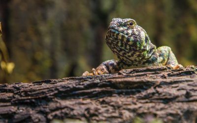 Comida Para Reptiles ¿Qué Comen?
