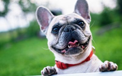 Imprescindibles Snacks Para Perros Saludables