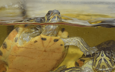 Como Montar Una Tortuguera