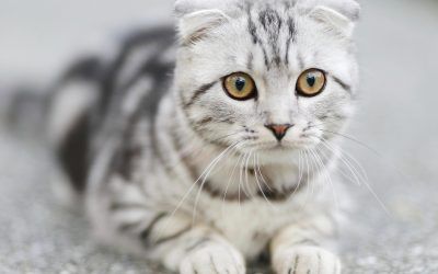 Cómo Elegir El Mejor Champú Para Gatos