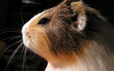 5 Consejos Antes De Comprar Una Cobaya