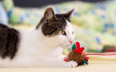 Cuáles Son Los Mejores Juguetes Para Gatos