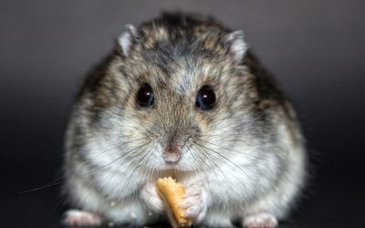 5 Alimentos Claves En La Comida Para Hámster