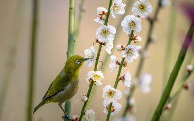 Importancia De Las Vitaminas Para Pájaros
