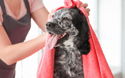 Cómo Lavar A Un Perro Correctamente