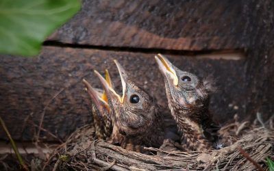Cómo Hacer Papilla Para Pájaros Casera