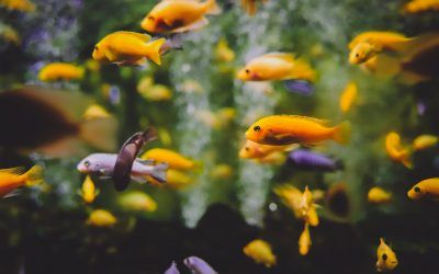 Comida Para Peces